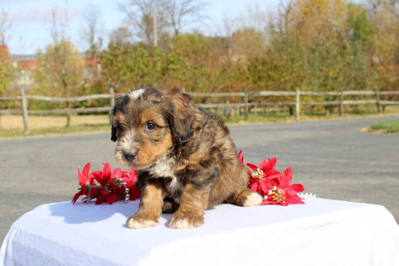 puppy, for, sale, Mini Bernedoodle F2, Matthew B. Stoltzfus, dog, breeder, Gap, PA, dog-breeder, puppy-for-sale, forsale, nearby, find, puppyfind, locator, puppylocator, aca